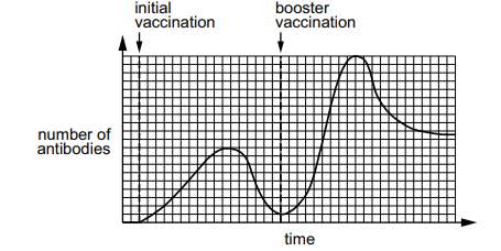 Graph showing antibody levels over time, with a small rise after initial vaccination and a much larger, faster peak after a booster vaccination