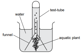 Diagram of an aquatic plant under an inverted funnel in water, with a test tube above collecting gas bubbles produced by photosynthesis
