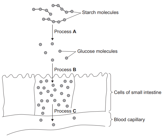 Figure 10: starch molecules at the top are broken down by Process A into smaller glucose molecules. The glucose molecules move by Process B into the cells of the small intestine, where they accumulate at high concentration, then move by Process C into a blood capillary below.