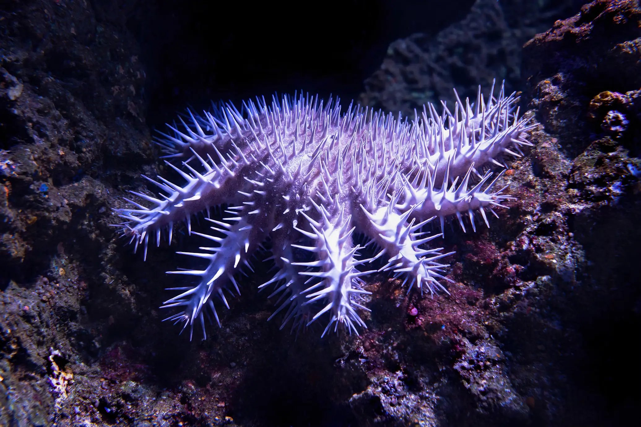 Crown-of-thorns starfish with pale, thorny arms resting among rocks under dim underwater lighting, highlighting its textured surface and unique appearance.