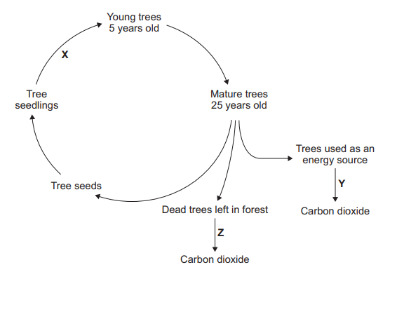 Figure 12: cycle diagram. Tree seeds → tree seedlings → (via process X) young trees 5 years old → mature trees 25 years old. From mature trees: branches lead to (a) tree seeds, (b) trees used as an energy source which release carbon dioxide via process Y, and (c) dead trees left in forest which release carbon dioxide via process Z.