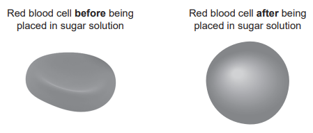 Figure 16: two drawings of a red blood cell. Before being placed in sugar solution: a flattened biconcave disc. After being placed in sugar solution: a swollen, almost spherical shape.