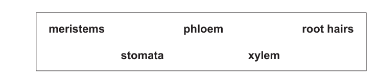 Box containing the plant biology terms: meristems, phloem, root hairs, stomata and xylem, spaced apart inside a rectangular border.