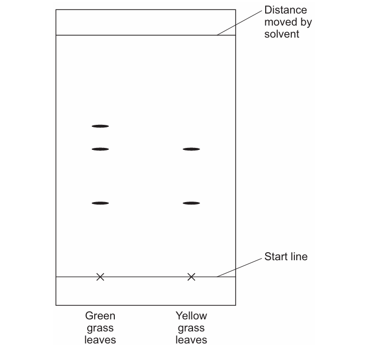 Figure 3: a chromatography paper with a horizontal start line near the bottom marked with an x for each sample (Green grass leaves on the left, Yellow grass leaves on the right) and a horizontal line near the top showing the distance moved by the solvent. The green-grass lane shows three pigment spots. The yellow-grass lane shows two pigment spots at positions matching the lower and middle spots from the green-grass lane; the top pigment spot is missing.