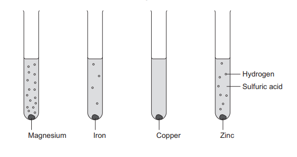 Four test tubes containing sulfuric acid, each with a piece of one of the four metals (magnesium, iron, copper, zinc), all bubbling out hydrogen gas.