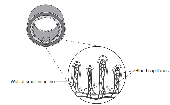 Figure 5: cross-section diagram of the small intestine. A magnified inset shows the inner wall covered in many finger-like villi, each containing a dense network of blood capillaries close to its surface.