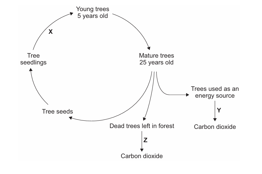 Diagram of a tree carbon cycle showing growth from seeds to seedlings, young trees and mature trees, then dead trees or fuel releasing carbon dioxide