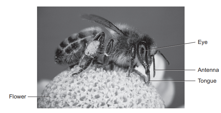 Figure 8: close-up photograph of a honey bee feeding on a white flower. Labels point to the bee’s eye, antenna and tongue, and to the flower.