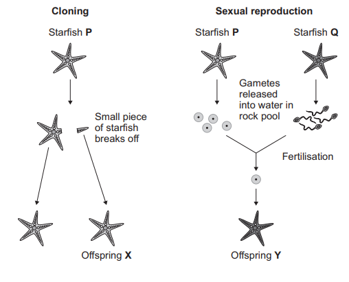 Figure 13: two reproductive pathways. Left (Cloning): a small piece of starfish P breaks off and develops into offspring X (an identical starfish). Right (Sexual reproduction): starfish P and starfish Q each release gametes into the water in the rock pool; fertilisation produces a zygote which develops into offspring Y.