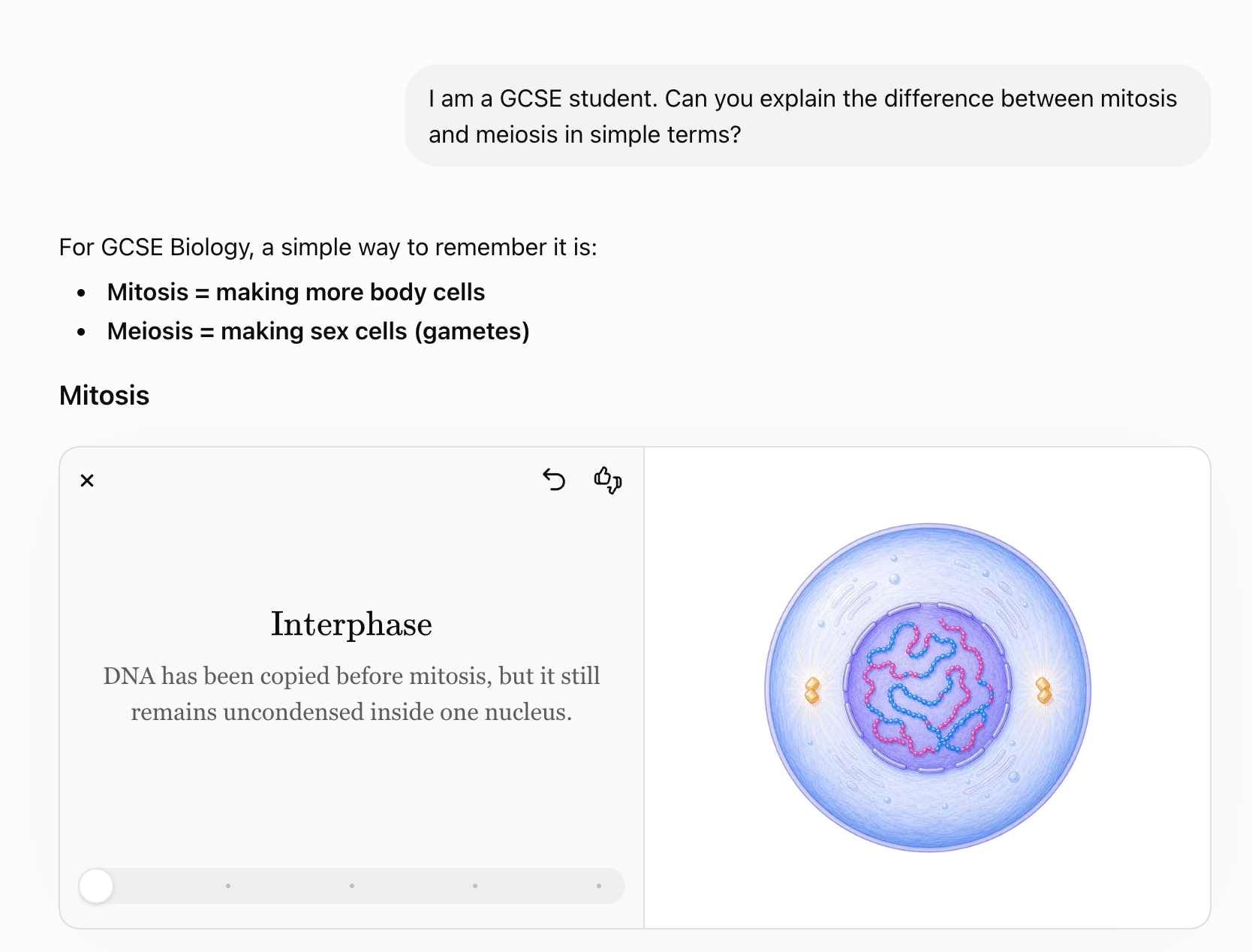 Screenshot of a GCSE biology explanation of mitosis and meiosis, showing interphase text and a coloured cell diagram with uncondensed DNA in the nucleus