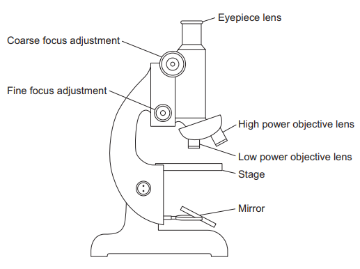 Figure 5: a light microscope with the eyepiece lens at the top, then a coarse focus adjustment and a fine focus adjustment knob, a rotating nosepiece holding the low power and high power objective lenses, the stage below, and a mirror at the base.