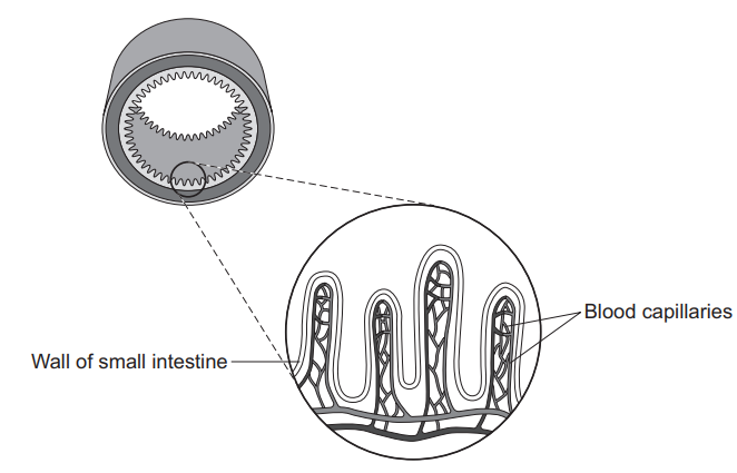 Figure 9: cross-section diagram of the small intestine. A magnified inset shows the inner wall covered in many finger-like villi, each containing a dense network of blood capillaries close to its surface.
