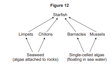 Figure 12: rock pool food web. Seaweed (algae on rocks) is eaten by limpets and chitons. Single-celled algae (floating in sea water) are eaten by barnacles and mussels. Starfish eat limpets, chitons, barnacles and mussels.