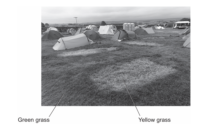 Figure 2: a field with rows of tents pitched on grass. Where one tent has been removed, a clearly paler patch of yellowed grass is visible, surrounded by greener grass. Labels point to the green grass and to the yellow grass.