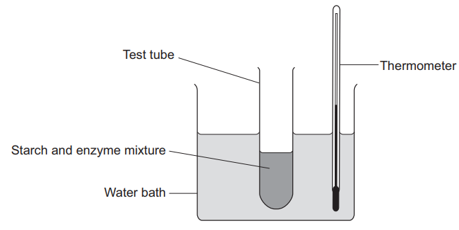 Figure 11: a test tube containing a starch and enzyme mixture stands in a water bath. A thermometer is placed in the water bath next to the test tube.