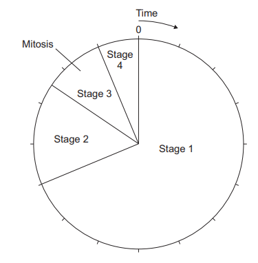 Figure 13: circular cell cycle diagram with time progressing clockwise from 0. The cycle is divided into four sectors labelled Stage 1 (the largest), Stage 2, Stage 3, Mitosis, and Stage 4.