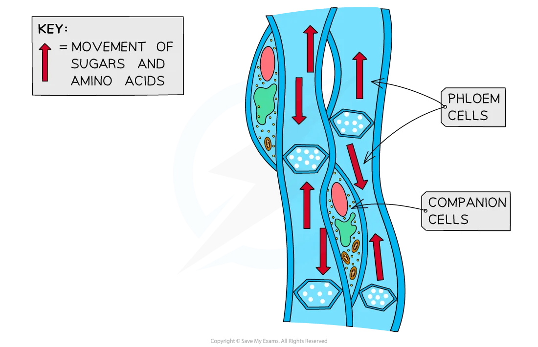 Diagram of phloem tissue showing sieve tube and companion cells with arrows indicating bidirectional movement of sugars and amino acids through the plant.