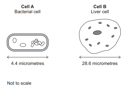 Figure 15: two cells drawn not to scale. Cell A (Bacterial cell) is a small rod-shaped cell with a single loop of DNA and small rings (plasmids), labelled 4.4 micrometres long. Cell B (Liver cell) is a larger irregular cell with a nucleus and several oval mitochondria, labelled 28.6 micrometres across.