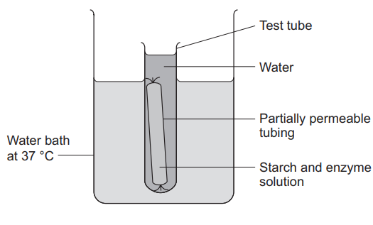 Figure 6: a test tube of water containing partially permeable tubing filled with starch and enzyme solution is placed in a water bath at 37 °C.