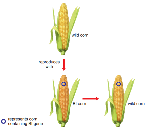 [Figure: diagram showing wild corn (not containing the Bt gene) growing near corn containing the Bt gene; wild corn reproduces with Bt corn, producing offspring wild corn that also contains the Bt gene]