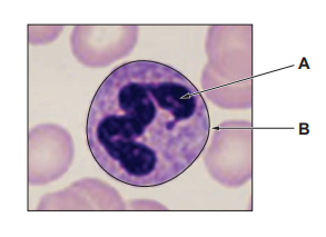 [Figure: A photograph of a labelled white blood cell from the circulatory system, with structures A and B labelled]