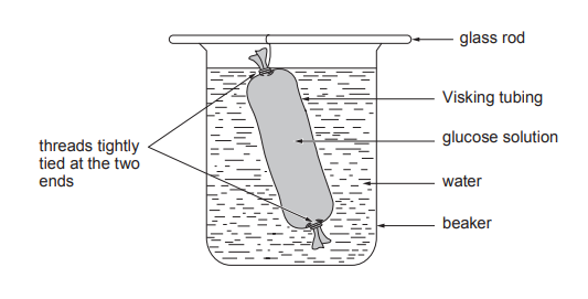 [Figure: Apparatus showing Visking tubing containing glucose solution and a glass rod, tied tightly at both ends with thread, placed in a beaker of water]