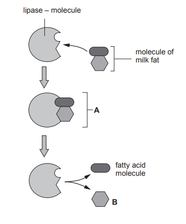 [Figure: Image 6.1 — the lock and key model of enzyme action, showing structure A formed when a lipase molecule and a molecule of milk fat join together, then splitting into molecule B (a fatty acid molecule) and the lipase molecule]