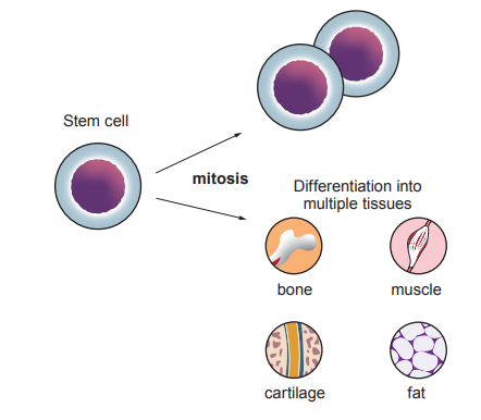 [Figure: diagram showing a stem cell undergoing mitosis then differentiating into multiple tissue types: bone, muscle, cartilage, and fat]