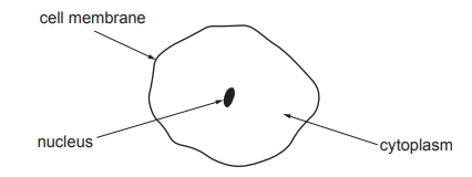 [Figure: Labelled diagram of a cheek cell showing the nucleus, cytoplasm and cell membrane]