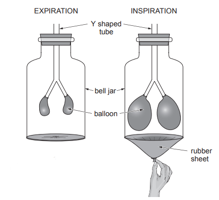 [Figure: Diagram of a bell jar model demonstrating expiration and inspiration, showing a Y-shaped tube, bell jar, two balloons, and a rubber sheet. 