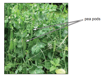 [Figure: photograph of pea pods growing on pea plants]