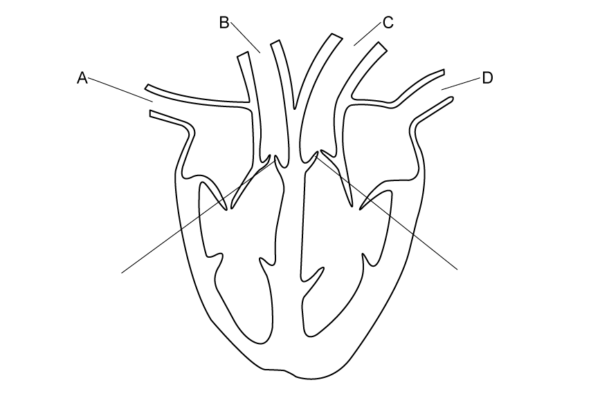 Line diagram of a vertical section through the human heart, drawn in outline with no named labels. Four blood vessels are indicated by label lines lettered A to D. A points to the vessel entering the top of the heart on the far left of the diagram. B and C point to the two central vessels that arise from the lower chambers and arch outwards, B to the left-hand one and C to the right-hand one. D points to the vessel entering the top of the heart on the far right of the diagram