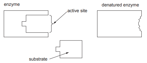 [Figure: diagram comparing an enzyme with an intact active site, a denatured enzyme with a deformed active site, and a substrate molecule]