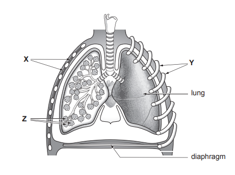 ![[Figure: A diagram of the human thorax after breathing in, showing labelled structures X, Y and Z, with the lung and diaphragm also labelled]]