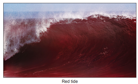 [Figure: news photograph showing dark red "red tide" waters off the coast of Florida]
