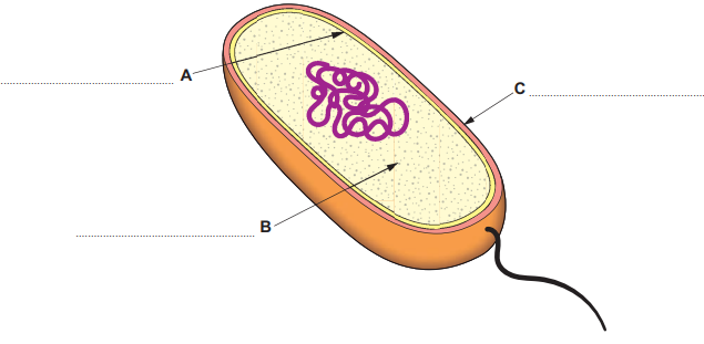 [Figure: Diagram of a bacterial cell with three unlabelled structures marked A, B, and C for the candidate to identify]