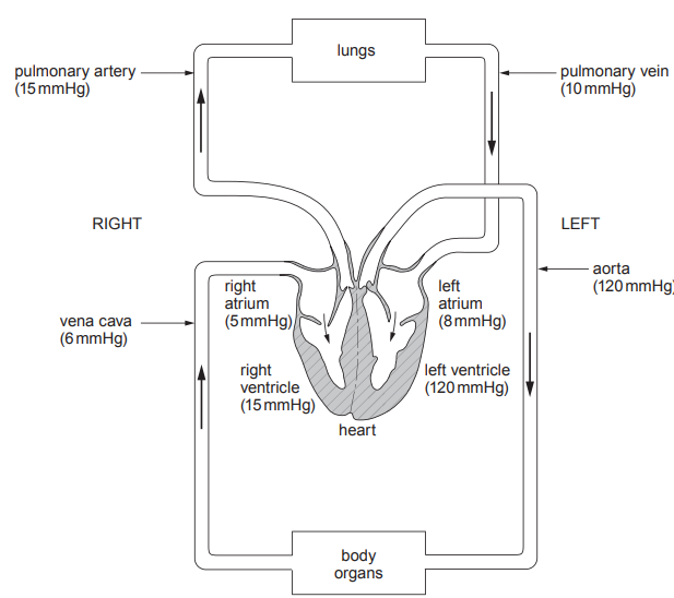 [Figure: Diagram of the double circulation in humans, showing the heart with right atrium (5 mmHg), right ventricle (15 mmHg), left atrium (8 mmHg), and left ventricle (120 mmHg). Blood flows from the right ventricle through the pulmonary artery (15 mmHg) to the lungs and back through the pulmonary vein (10 mmHg) to the left atrium, then from the left ventricle through the aorta (120 mmHg) to the body organs and back through the vena cava (6 mmHg) to the right atrium]