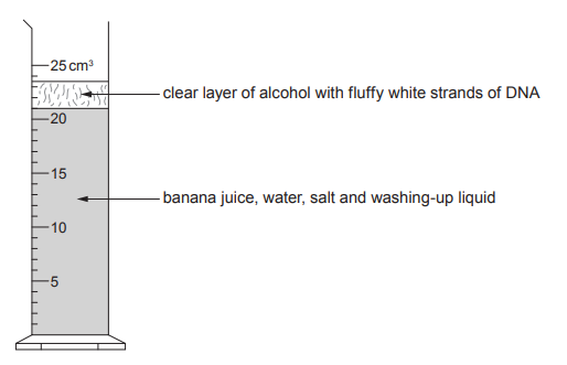 [Figure: Image 4.1 — a measuring cylinder (5–25 cm3) showing a clear layer of alcohol containing fluffy white strands of DNA above a lower layer of banana juice, water, salt and washing-up liquid]