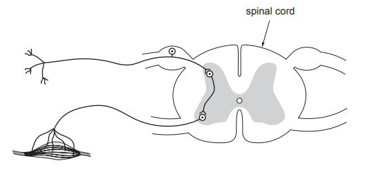 [Figure: diagram of a reflex arc showing the spinal cord and the neural pathway from a receptor through sensory, relay and motor neurones to an effector, labelled "spinal cord"]