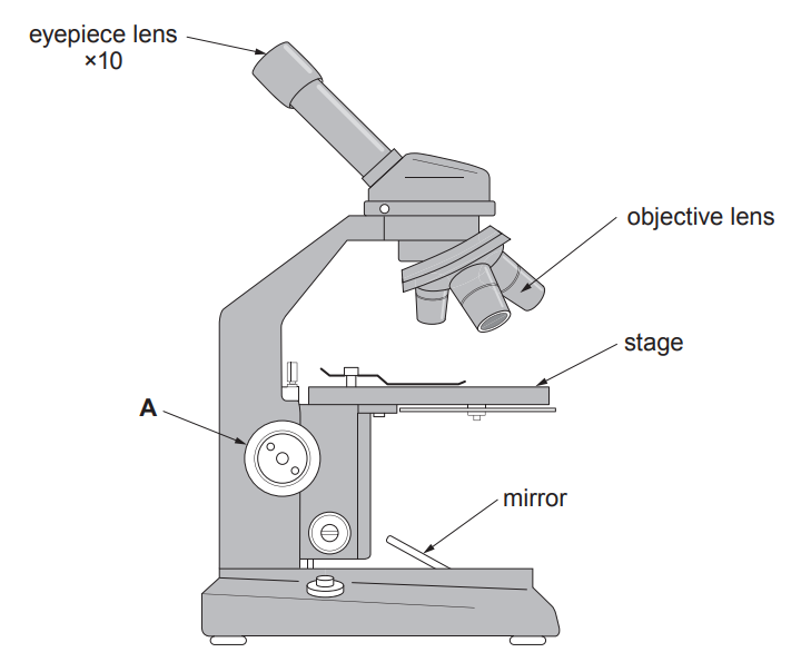 [Figure: Diagram of a light microscope showing the eyepiece lens (×10), an objective lens, structure A, the stage, and the mirror]