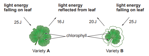 [Figure: A diagram showing light energy falling on and reflected from leaves of two Pelargonium varieties. Variety A: 25 J light energy falling on leaf, 16 J light energy reflected from leaf, giving 64% light energy reflected (shown). Variety B: 25 J light energy falling on leaf, 20 J light energy reflected from leaf]