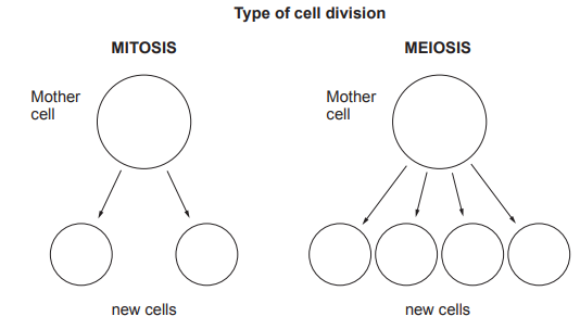 Diagram comparing cell division: mitosis shows one mother cell forming two new cells, while meiosis shows one mother cell forming four new cells.