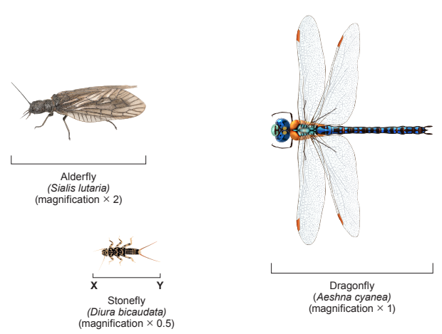 [Figure: composite image showing three insects - Alderfly (Sialis lutaria, magnification ×2), Dragonfly (Aeshna cyanea, magnification ×1), and Stonefly (Diura bicaudata, magnification ×0.5) - with points X and Y marking a line across the stonefly image]