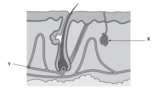 [Figure: Diagram of a cross-section through the skin, with structures X and Y labelled]