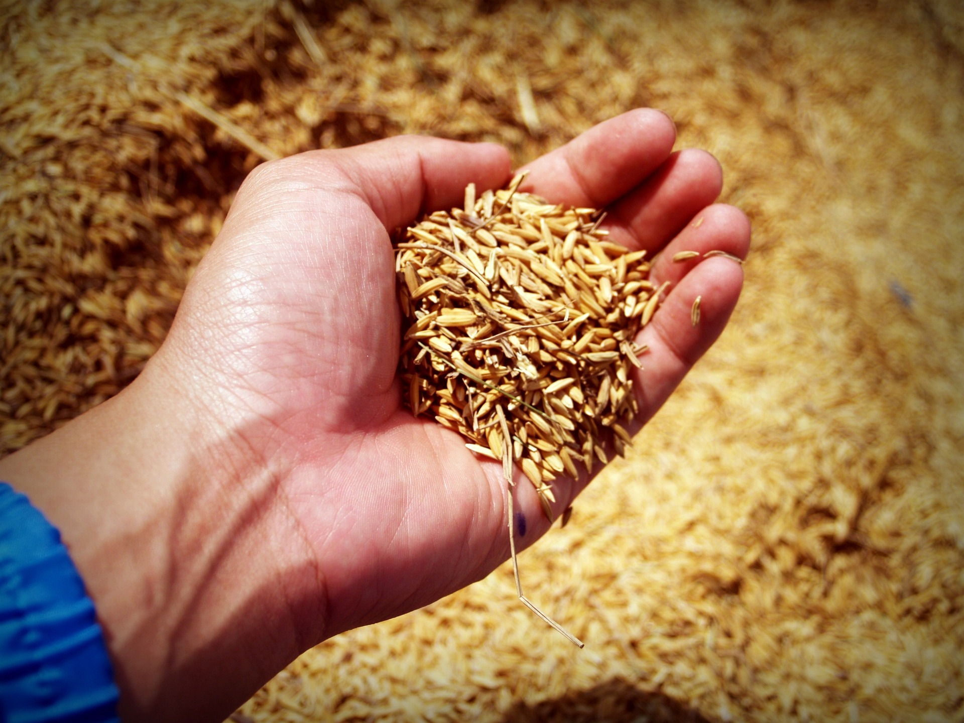 A hand holds a pile of rice grains, with a blurred background of more rice spread on the ground, indicating an outdoor setting.
