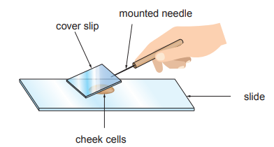 [Figure: Diagram showing a stage in preparing a microscope slide of cheek cells — a cover slip is being lowered at an angle onto the slide using a mounted needle, with labels for the cover slip, cheek cells, slide and mounted needle]