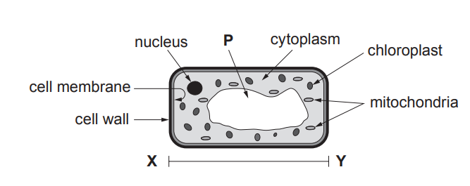 [Figure: Diagram of a plant cell showing labelled structures: nucleus, cytoplasm, chloroplast, mitochondria, cell wall, cell membrane, and unlabelled structures P, X and Y, with a scale line from X to Y across the cell]