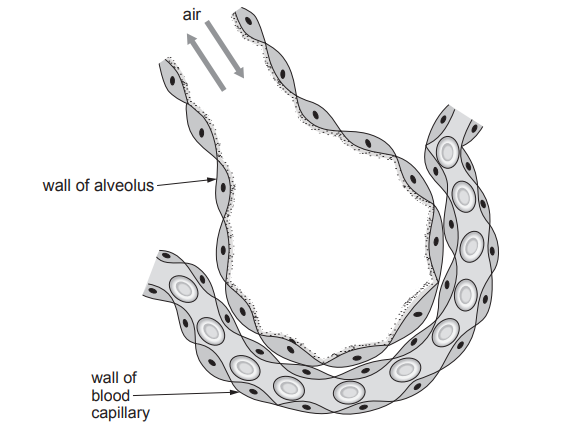 [Figure: Image 7.1 — a diagram of an alveolus with a blood capillary running alongside it, showing air inside the alveolus, the wall of the alveolus and the wall of the blood capillary]