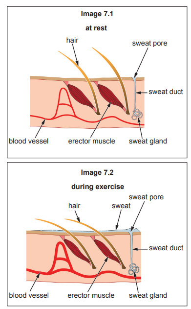Two skin cross-sections compare at rest and during exercise, labelling hair, erector muscle, blood vessels, sweat glands, ducts and pores with sweat on skin