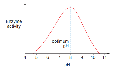 [Figure: line graph showing enzyme activity against pH from 4 to 11, activity rises to a peak at the optimum pH then falls]